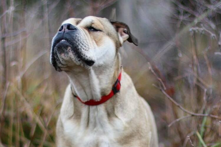 Ка де бо, мальоркский бульдог - Бойцовские породы собак