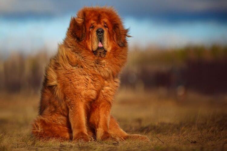 Тибетский мастиф - Бойцовские породы собак