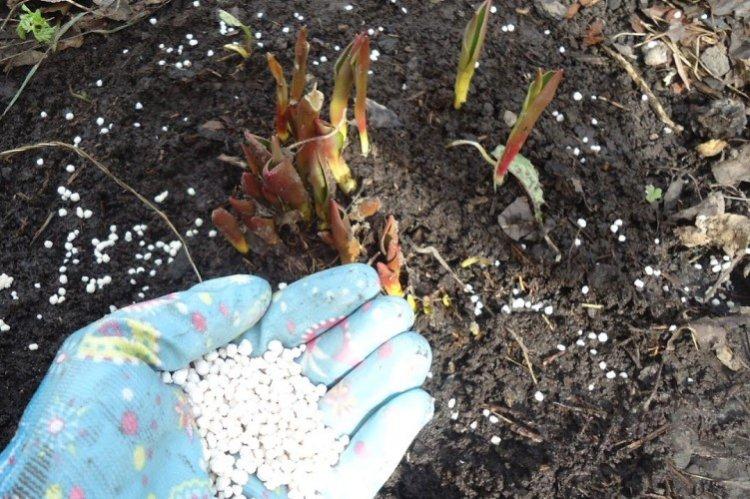 Минеральные удобрения - чем подкормить пионы весной