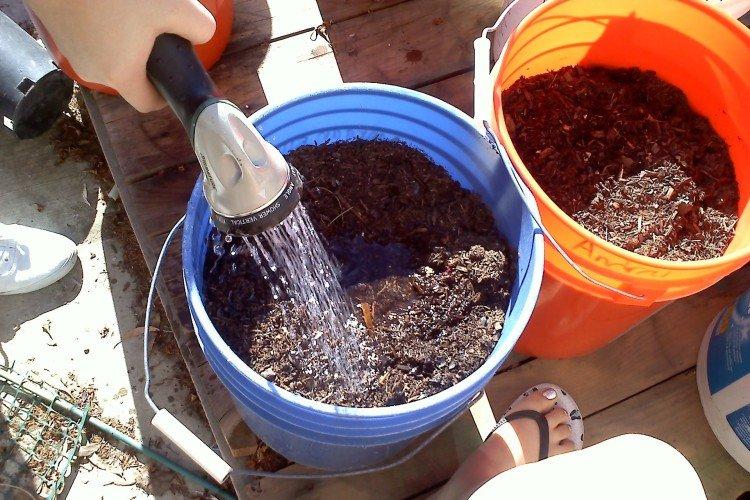 Органические удобрения - Чем подкормить рассаду петунии