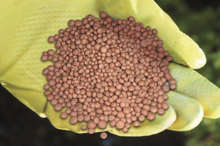 Минеральные удобрения - Чем подкормить рассаду петунии