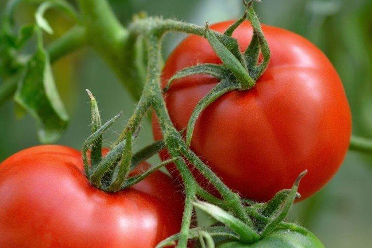 Минеральные удобрения - Чем подкормить рассаду помидоров