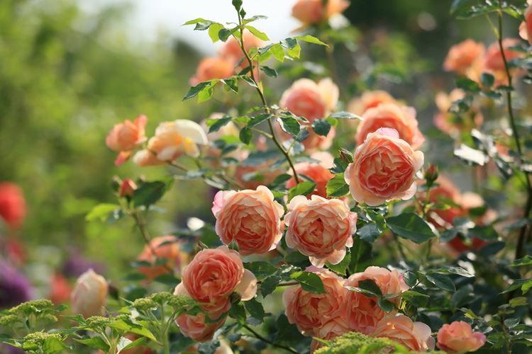 Как правильно и чем подкормить розы весной