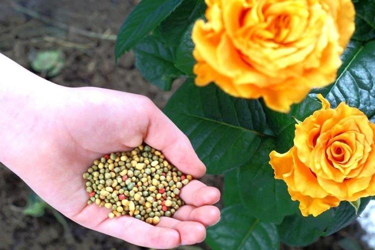Минеральные удобрения - Чем подкормить розы весной