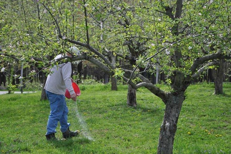 Лучшее время для подкормки яблони - Чем подкормить яблоню весной