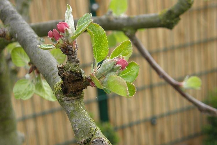 С первыми листочками - Чем подкормить яблоню весной для хорошего урожая