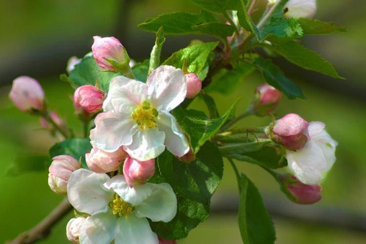 Во время бутонизации - Чем подкормить яблоню весной для хорошего урожая