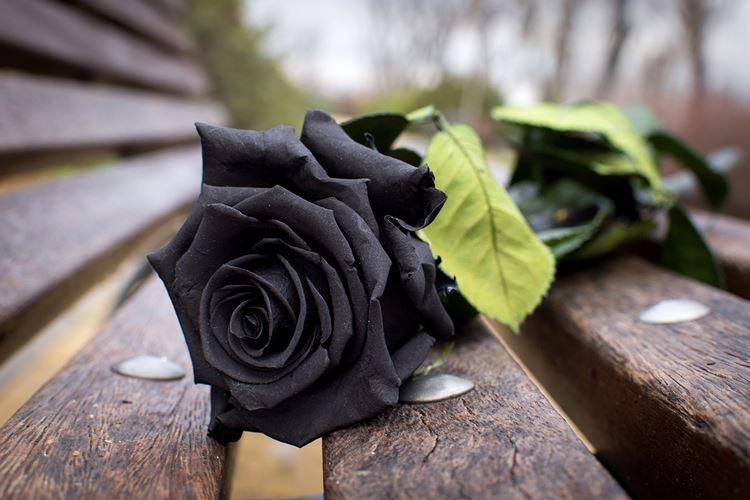 Черные цветы: 25 растений с темными цветками и листьями