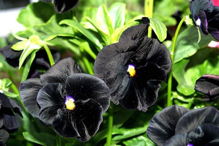 Фиалка Виттрока - Черные цветы, растения с темными цветками и листьями