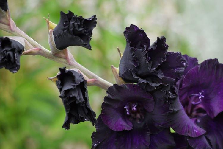 Гладиолус - Черные цветы, растения с темными цветками и листьями