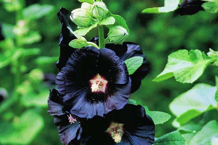 Шток-роза Нигра - Черные цветы, растения с темными цветками и листьями