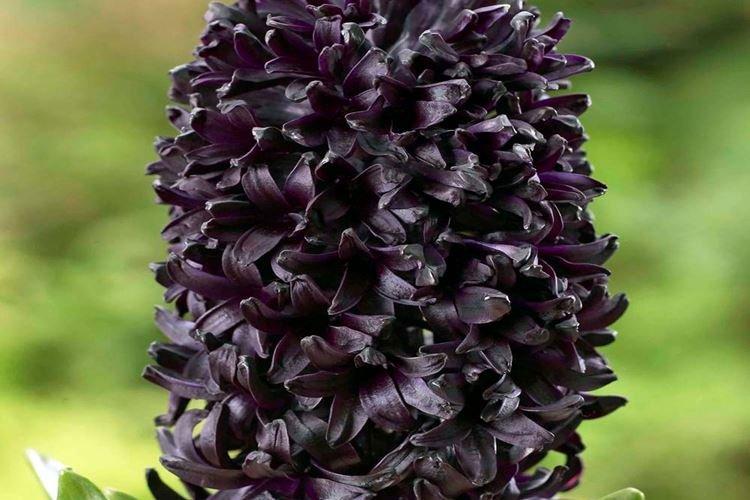 Гиацинт Dark Dimension - Черные цветы, растения с темными цветками и листьями