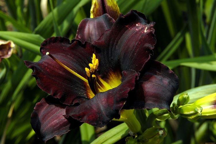 Лилейник - Черные цветы, растения с темными цветками и листьями