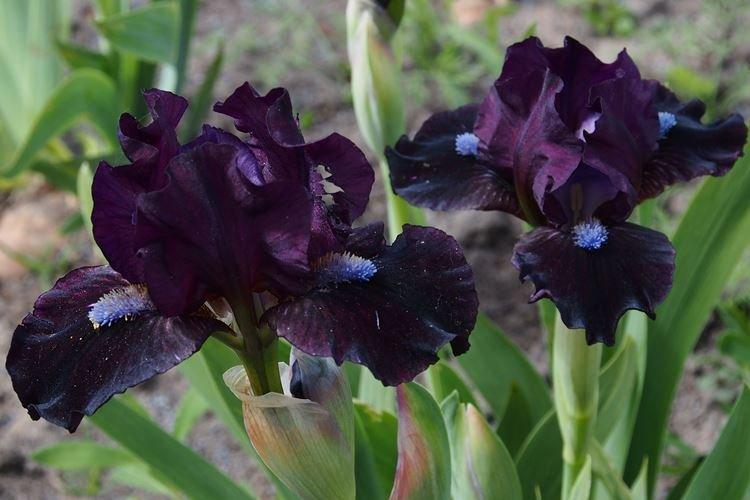 Ирис - Черные цветы, растения с темными цветками и листьями