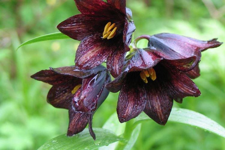 Персидский рябчик - Черные цветы, растения с темными цветками и листьями