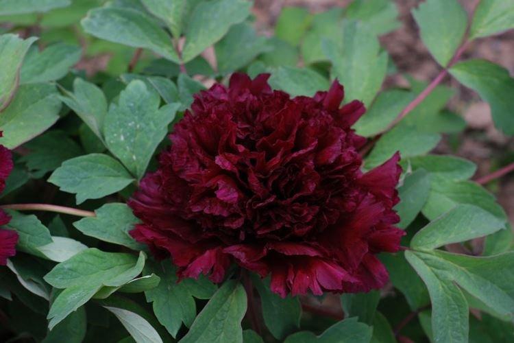 Пион - Черные цветы, растения с темными цветками и листьями