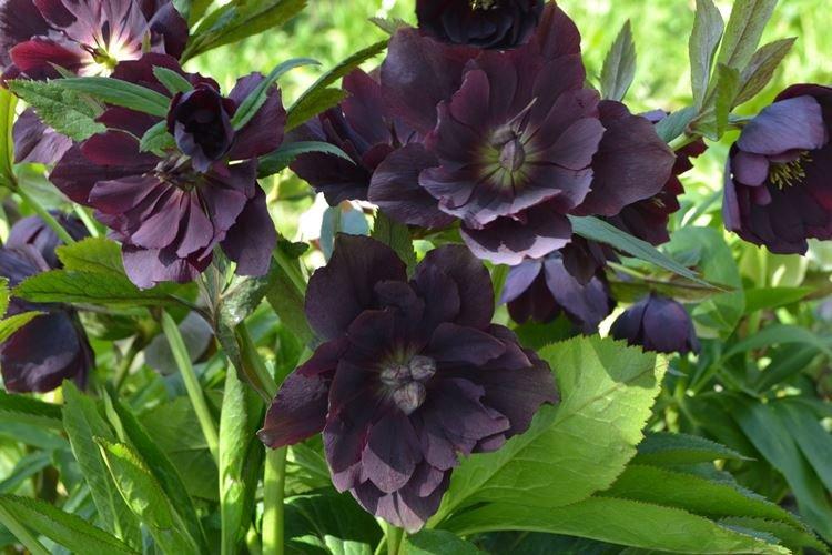 Морозник Дабл Эллен Пурпл - Черные цветы, растения с темными цветками и листьями