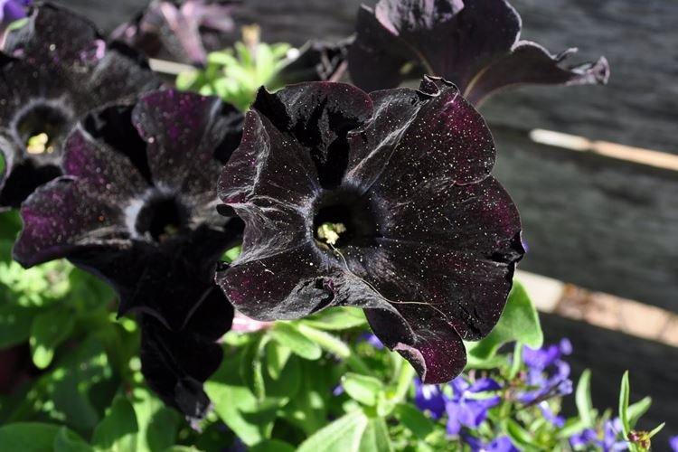 Петуния - Черные цветы, растения с темными цветками и листьями