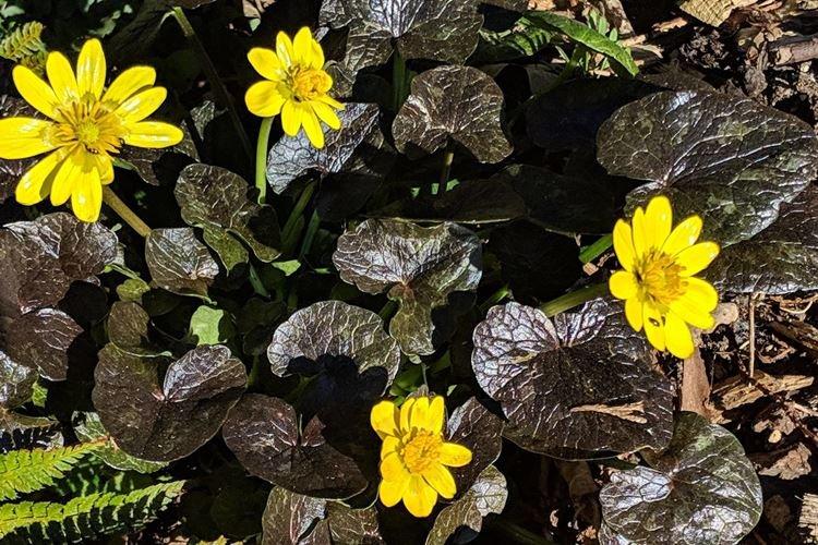 Весенний чистяк - Черные цветы, растения с темными цветками и листьями