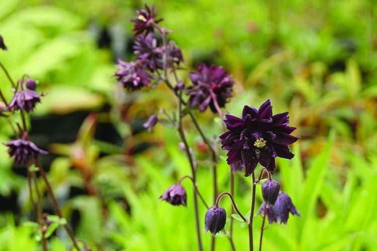 Аквилегия - Черные цветы, растения с темными цветками и листьями