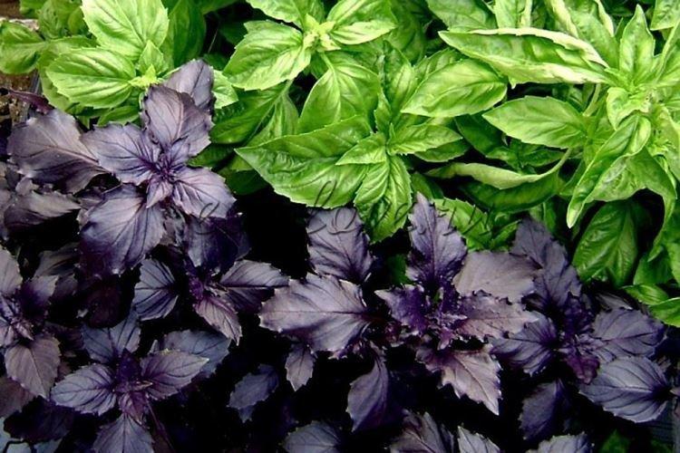 Душистый базилик - Черные цветы, растения с темными цветками и листьями
