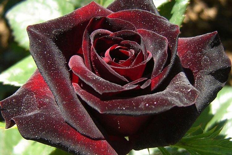 Роза Black Baccara - Черные цветы, растения с темными цветками и листьями