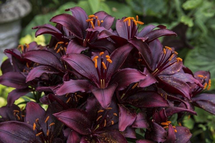 Лилия Мапира - Черные цветы, растения с темными цветками и листьями