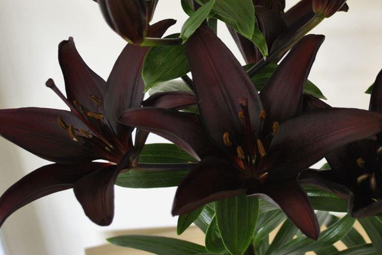 Азиатская лилия - Черные цветы, растения с темными цветками и листьями