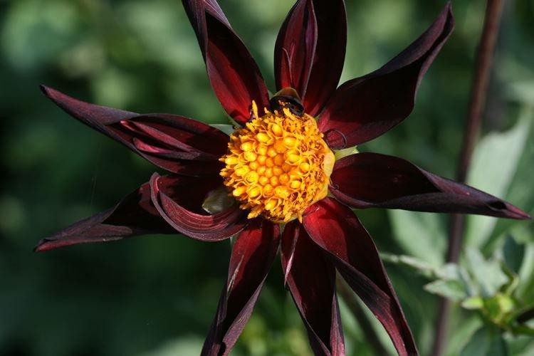 Георгина Veronnes Obsidian - Черные цветы, растения с темными цветками и листьями