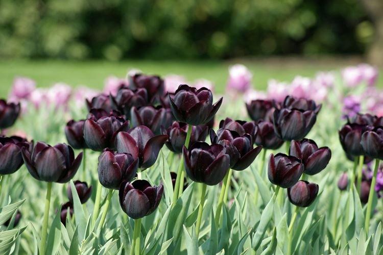 Тюльпан - Черные цветы, растения с темными цветками и листьями