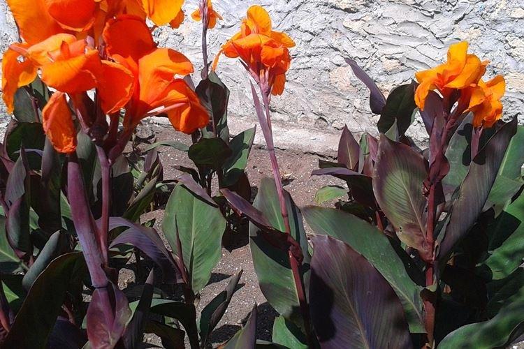 Канна Вайоминг - Черные цветы, растения с темными цветками и листьями