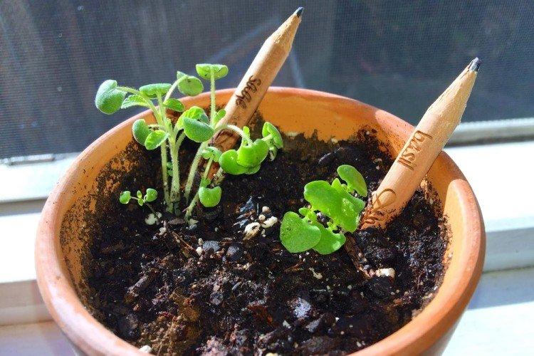Карандаши из которых можно вырастить растения - Что подарить мальчику на 5 лет