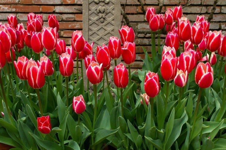 Тюльпаны - Что посадить вдоль забора