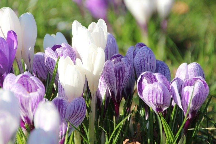 Крокус - Многолетние цветы для клумбы