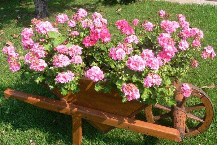 Герань - Многолетние цветы для клумбы