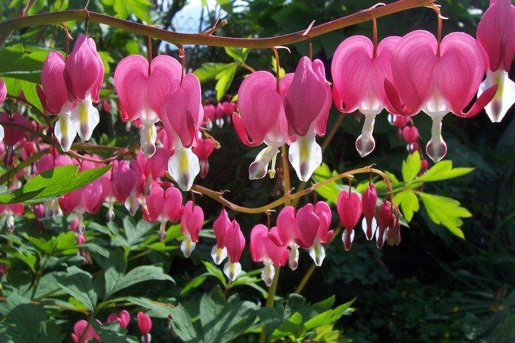 Дицентра - Многолетние цветы для клумбы