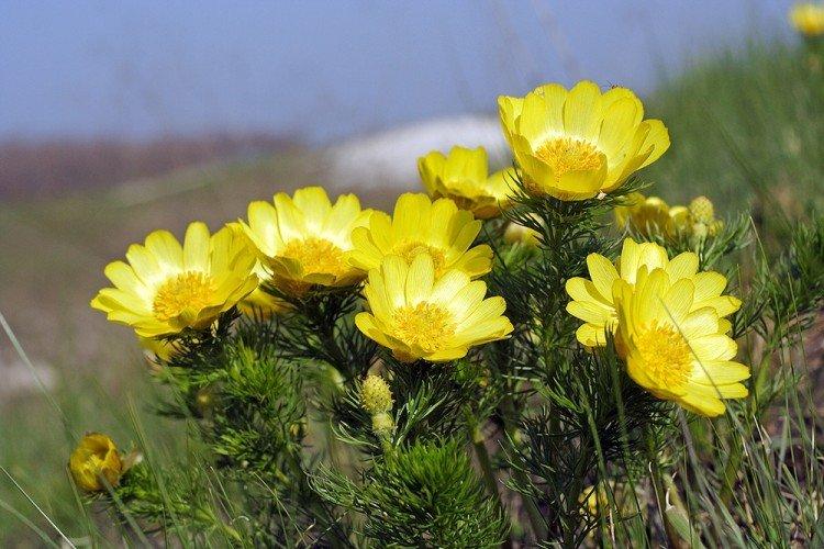 Адонис - Многолетние цветы для клумбы