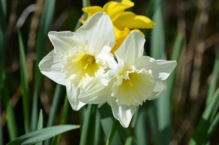 Нарцисс - Многолетние цветы для клумбы