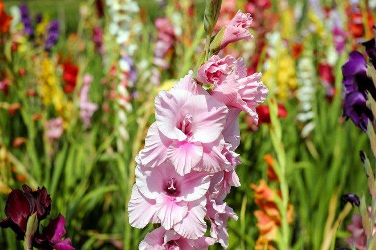 Гладиолус - Многолетние цветы для клумбы