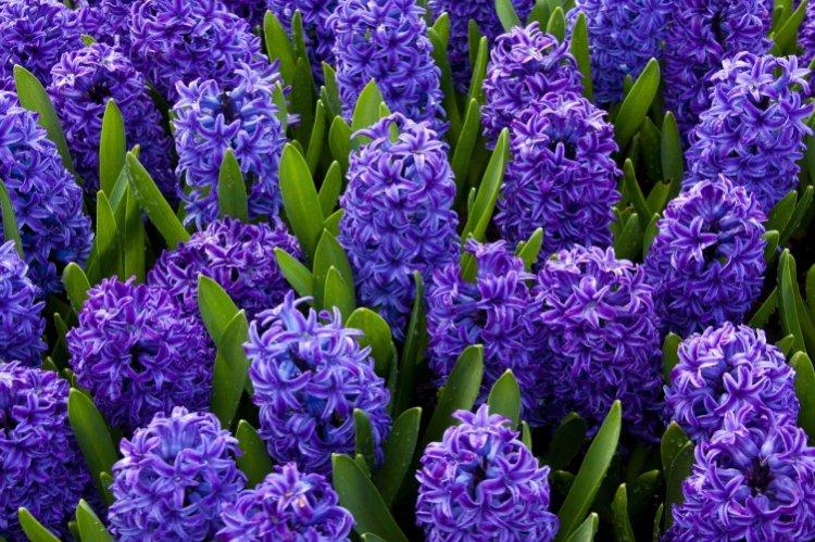 Гиацинт - Многолетние цветы для клумбы