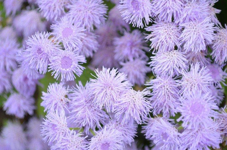 Агератум - Однолетние цветы для клумбы