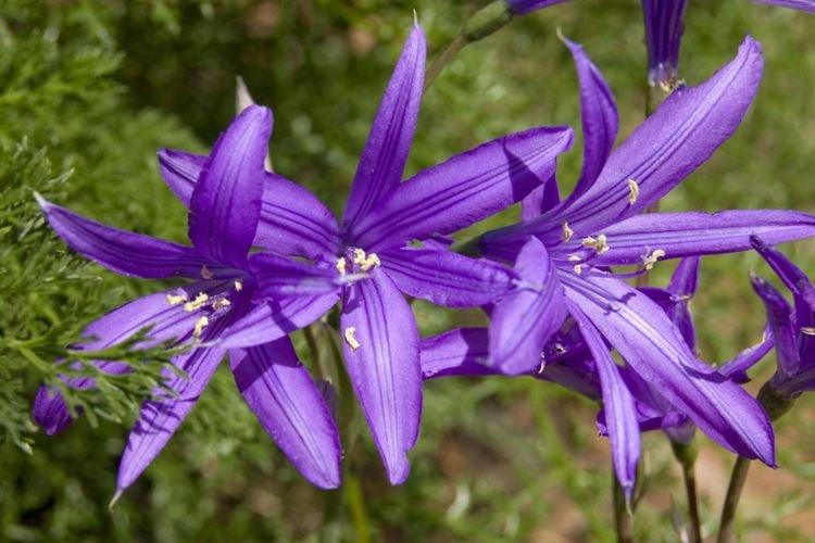 Татарский иксиолирион - Цветы похожие на лилии