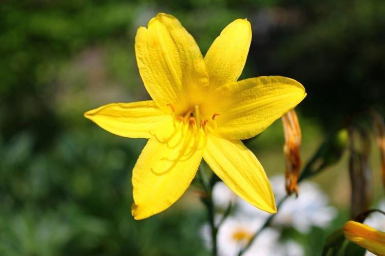 Лилейник - Цветы похожие на лилии