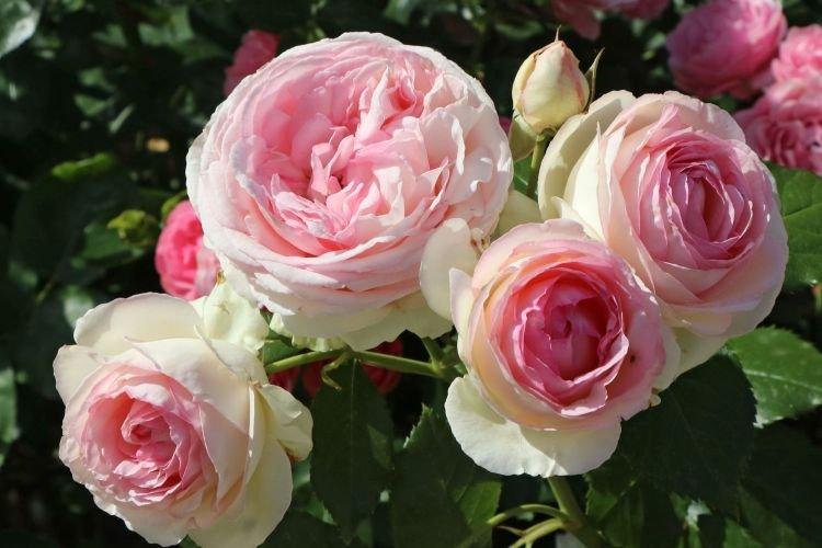 Роза Eden Rose - Цветы похожие на пионы