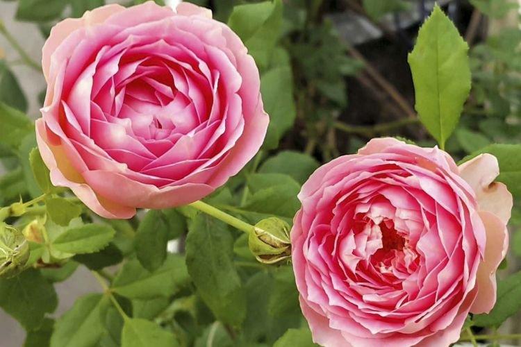 Роза Остина - Цветы похожие на пионы