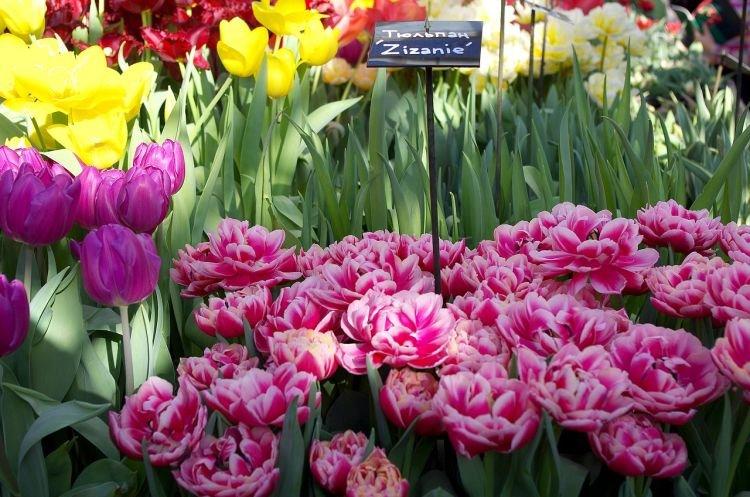 Тюльпан Зизани - Цветы похожие на пионы