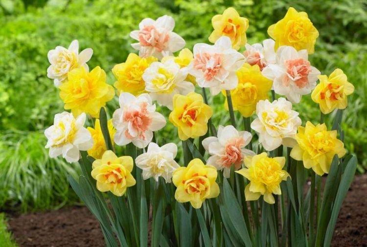 Нарцисс Клумба - Цветы похожие на пионы