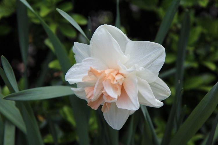 Нарцисс Флайер - Цветы похожие на пионы