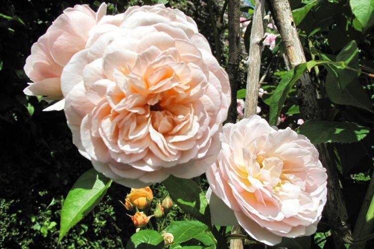 Роза Sweet Juliet - Цветы похожие на пионы