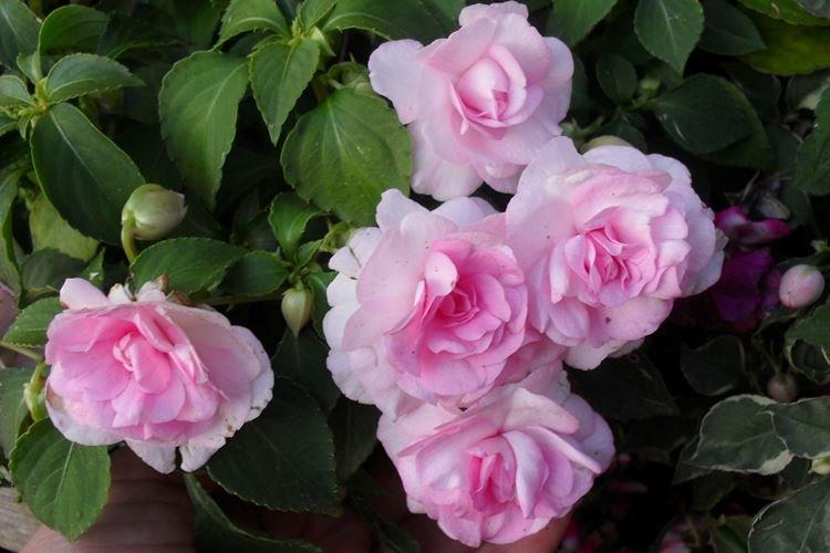 Махровый бальзамин - Цветы похожие на розы